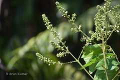 Lepisanthes rubiginosa